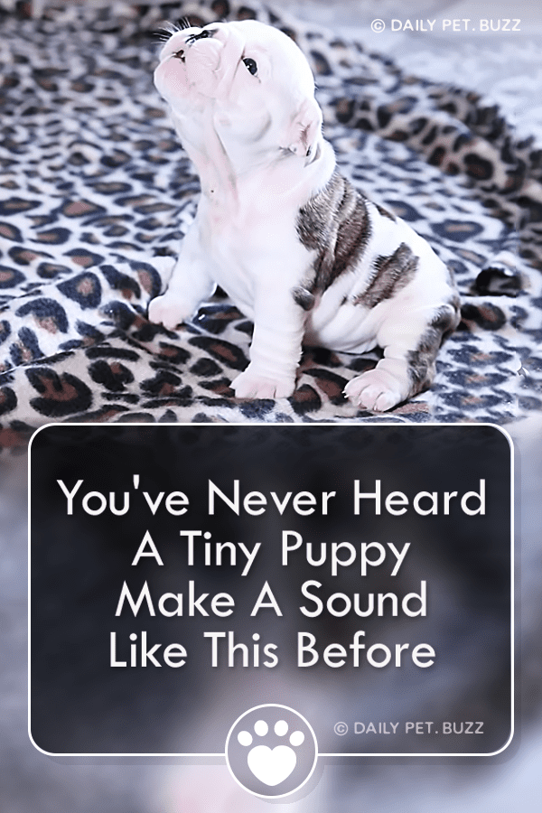 You\'ve Never Heard A Tiny Puppy Make A Sound Like This Before