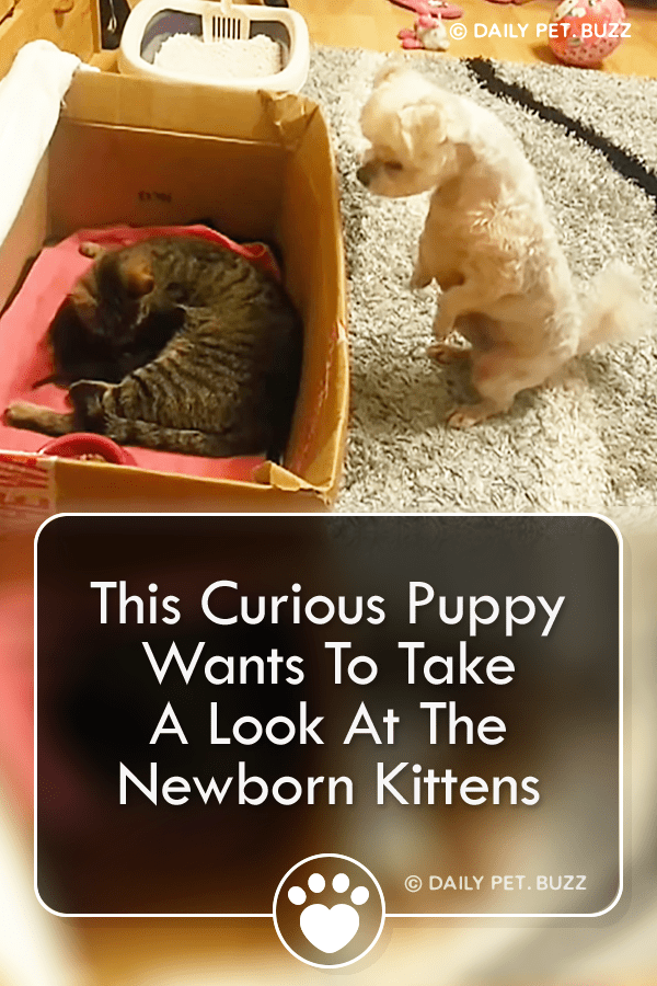 This Curious Puppy Wants To Take A Look At The Newborn Kittens