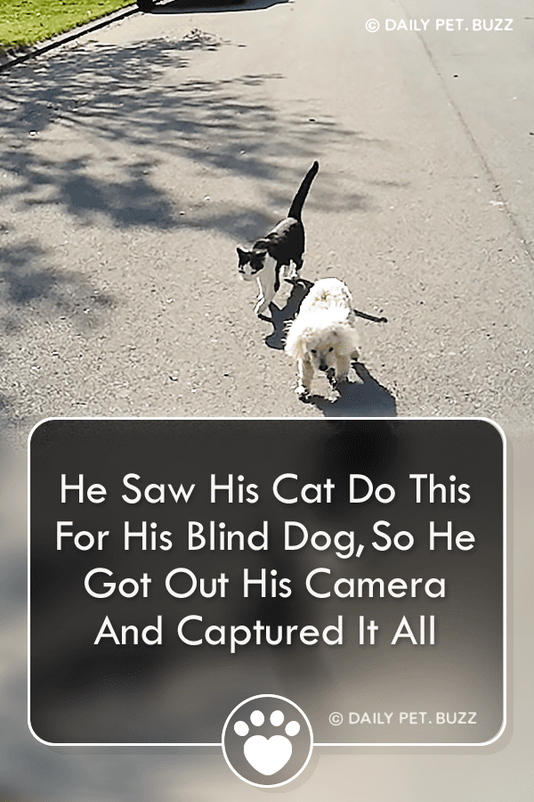 He Saw His Cat Do This For His Blind Dog, So He Got Out His Camera And Captured It All