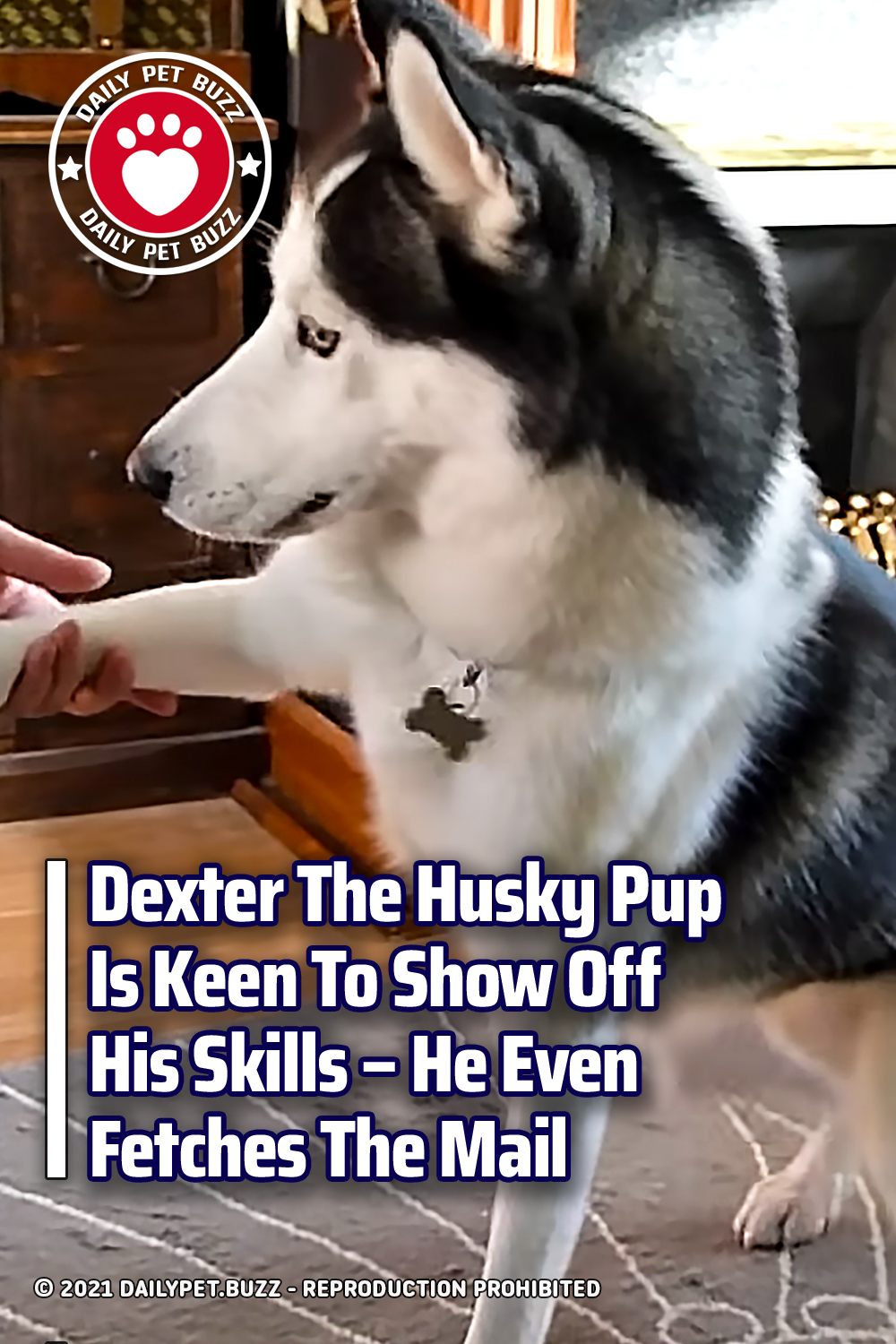 Dexter The Husky Pup Is Keen To Show Off His Skills – He Even Fetches The Mail
