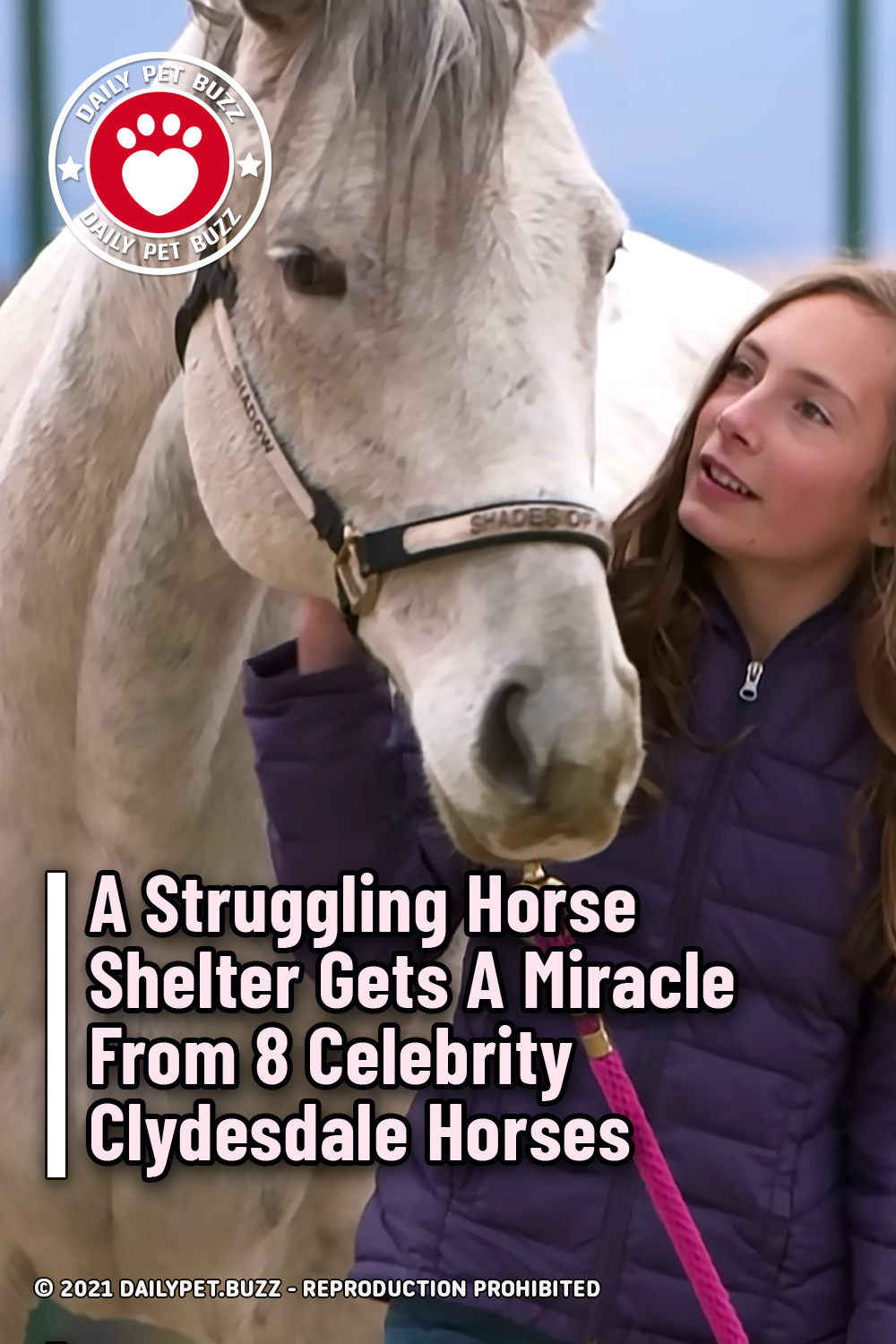 A Struggling Horse Shelter Gets A Miracle From 8 Celebrity Clydesdale Horses