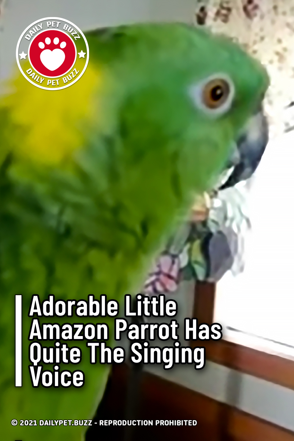 Adorable Little Amazon Parrot Has Quite The Singing Voice