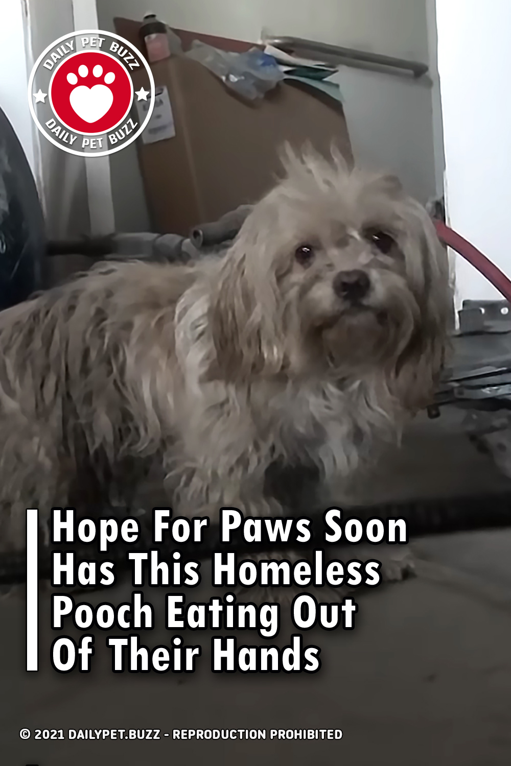 Hope For Paws Soon Has This Homeless Pooch Eating Out Of Their Hands