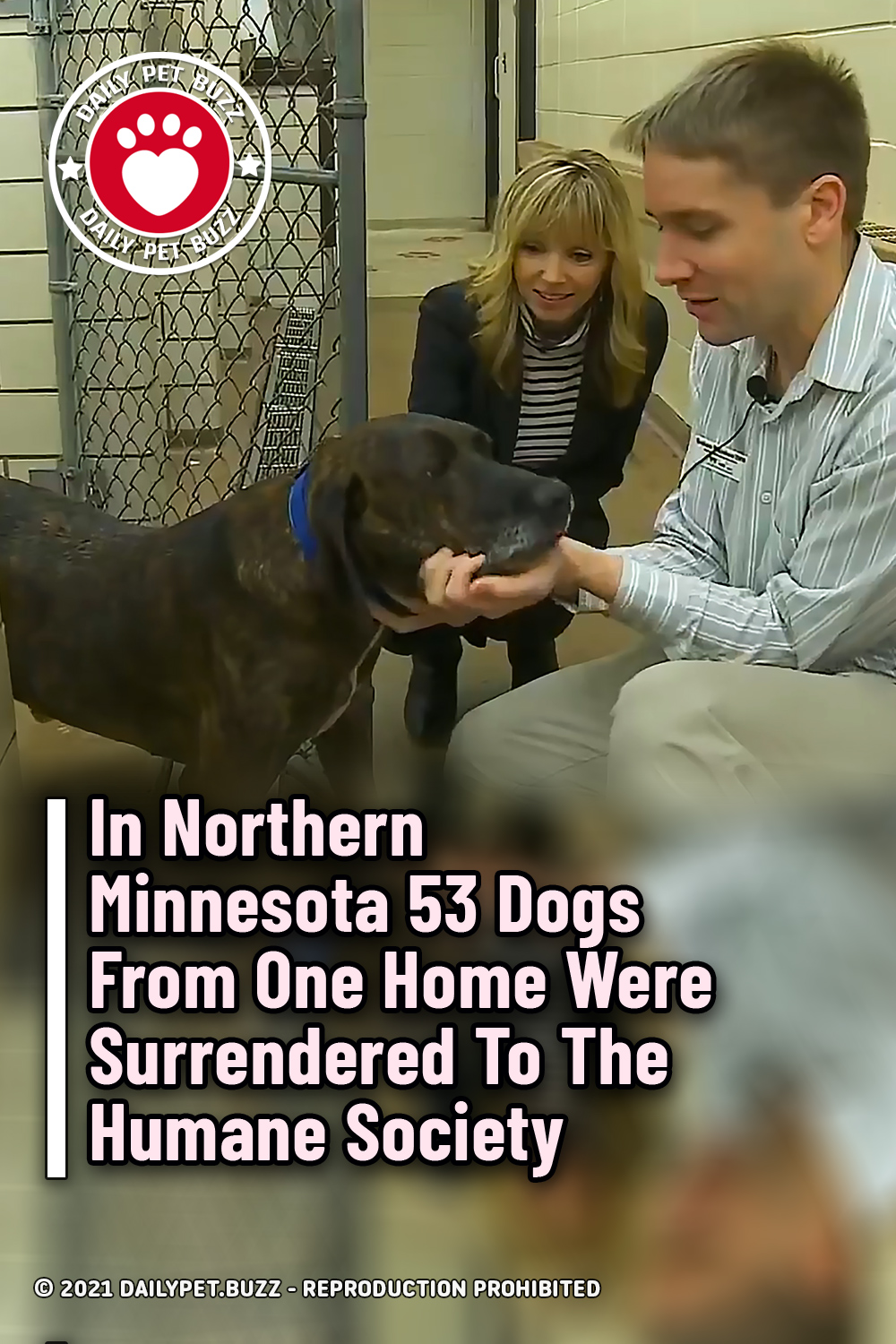In Northern Minnesota 53 Dogs From One Home Were Surrendered To The Humane Society