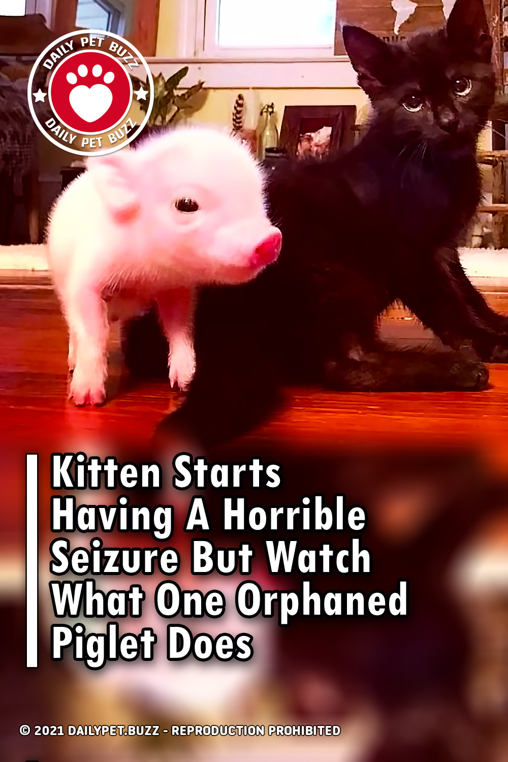 Kitten Starts Having A Horrible Seizure But Watch What One Orphaned Piglet Does