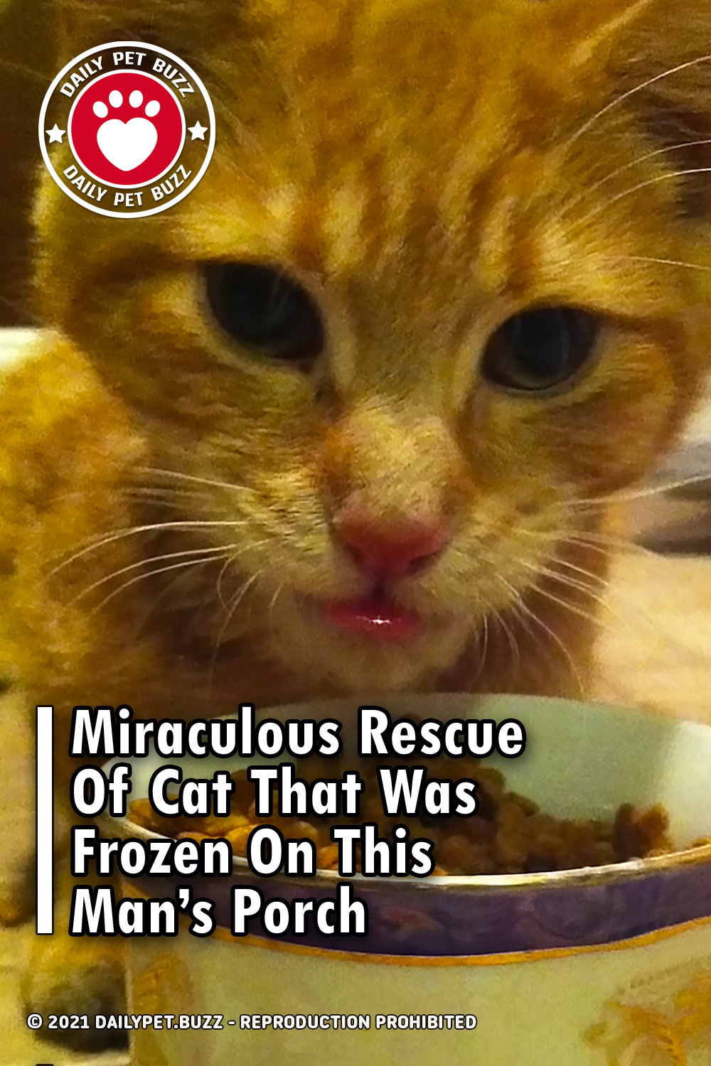 Miraculous Rescue Of Cat That Was Frozen On This Man\'s Porch