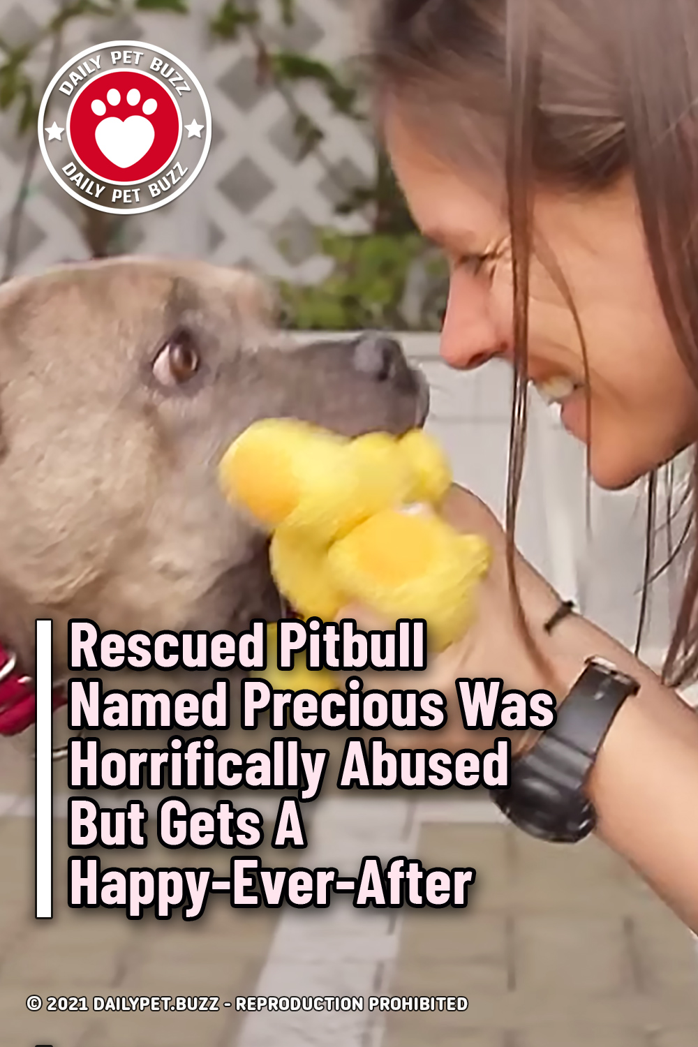 Rescued Pitbull Named Precious Was Horrifically Abused But Gets A Happy-Ever-After