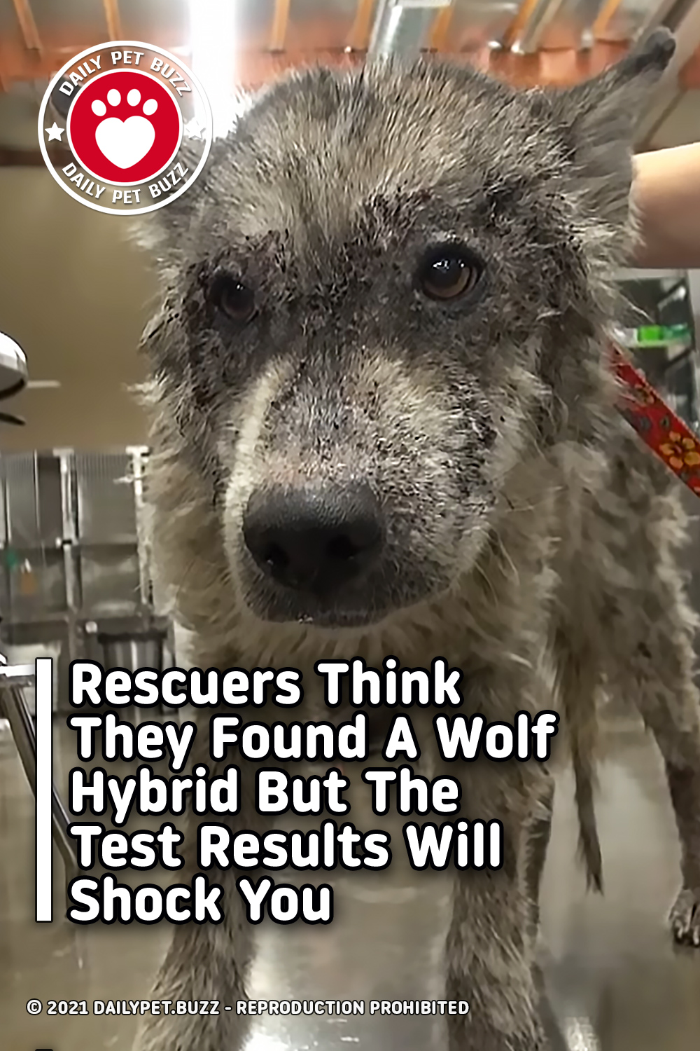 Rescuers Think They Found A Wolf Hybrid But The Test Results Will Shock You
