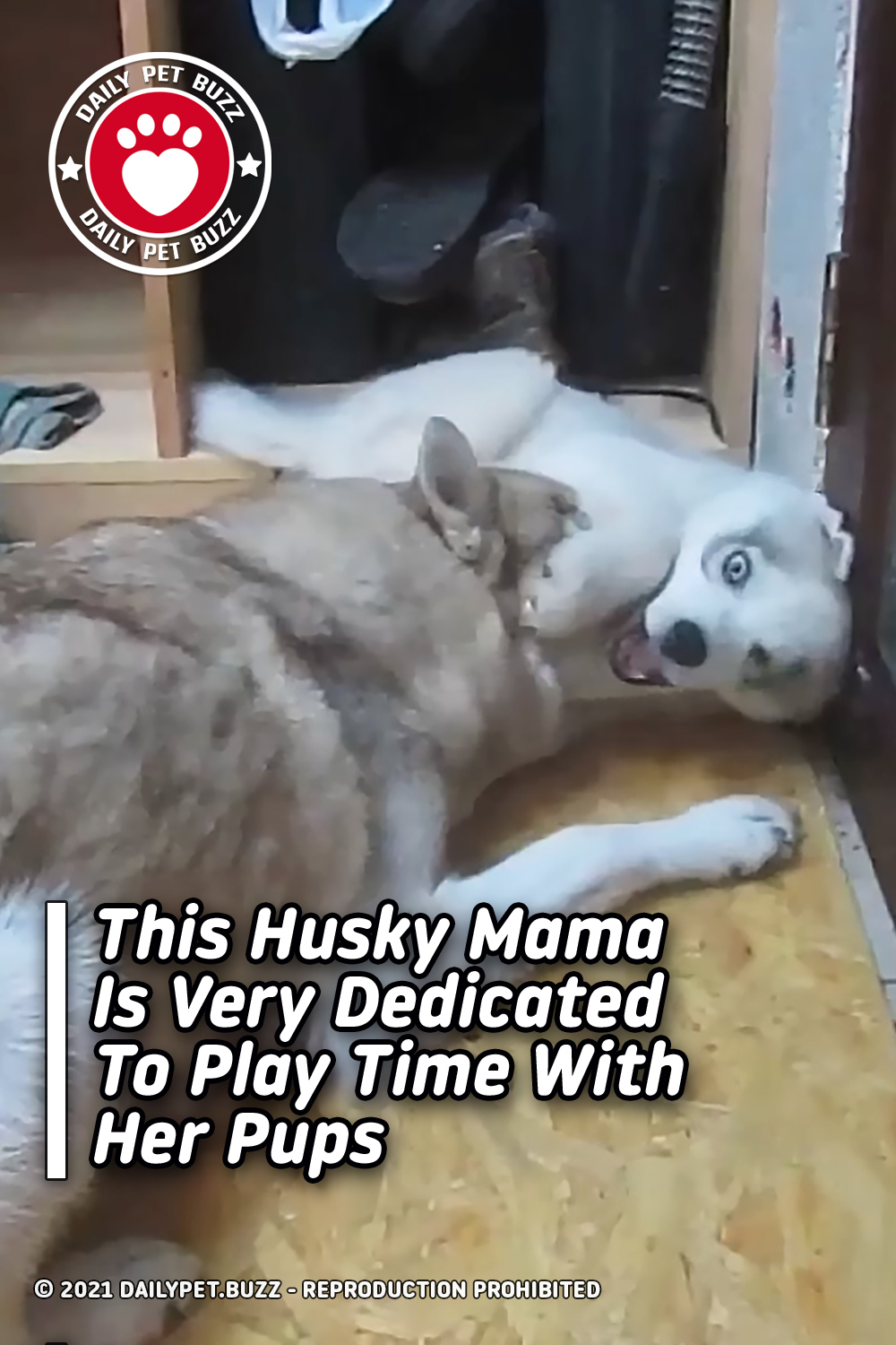 This Husky Mama Is Very Dedicated To Play Time With Her Pups