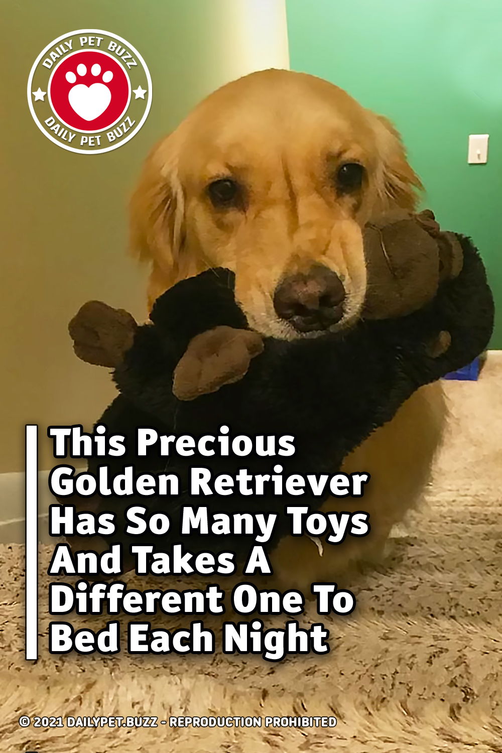 This Precious Golden Retriever Has So Many Toys And Takes A Different One To Bed Each Night