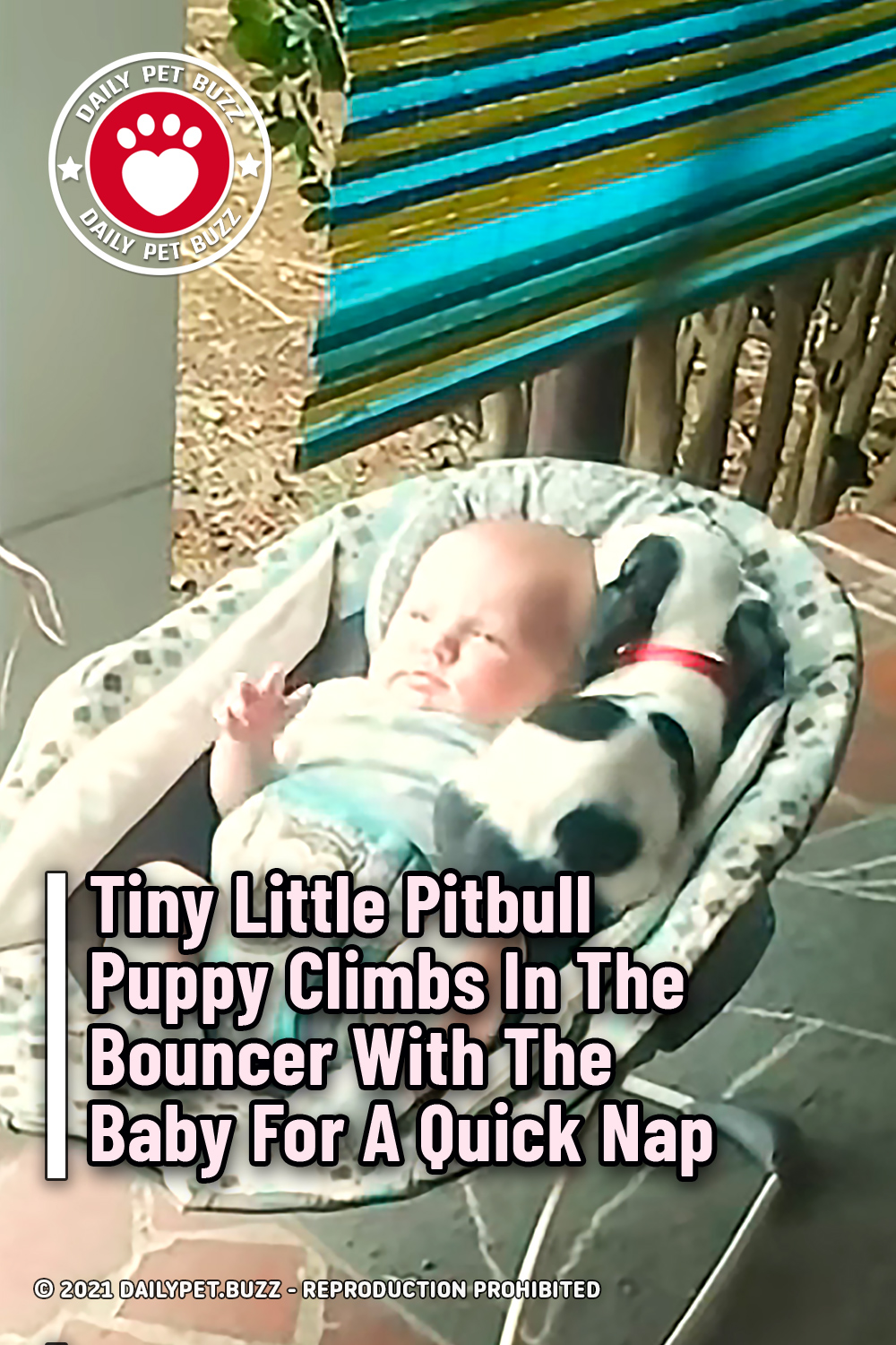 Tiny Little Pitbull Puppy Climbs In The Bouncer With The Baby For A Quick Nap