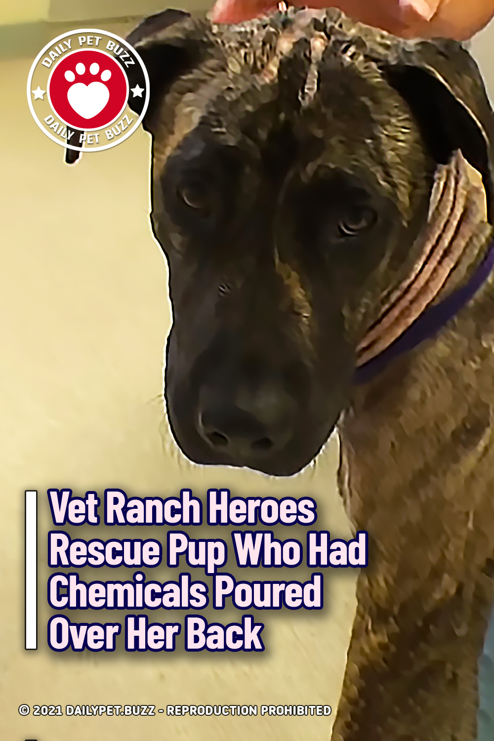 Vet Ranch Heroes Rescue Pup Who Had Chemicals Poured Over Her Back