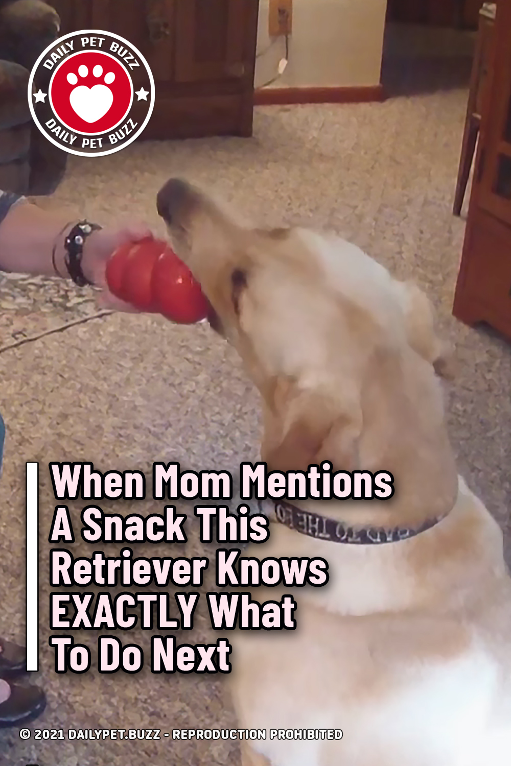 When Mom Mentions A Snack This Retriever Knows EXACTLY What To Do Next