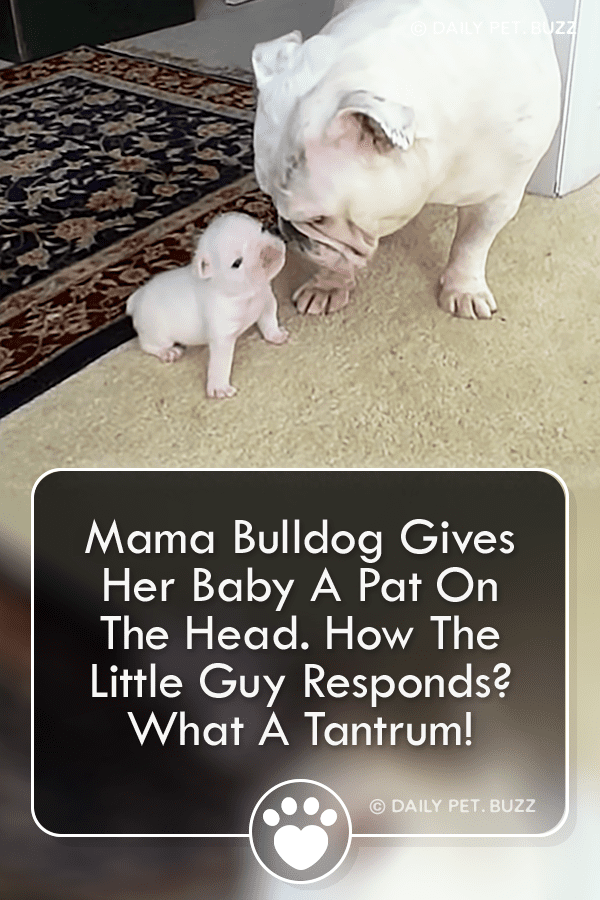 Mama Bulldog Gives Her Baby A Pat On The Head. How The Little Guy Responds? What A Tantrum!