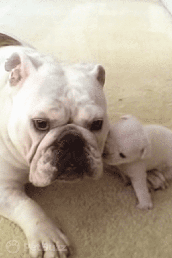 32241-Pinset-Mama-Bulldog-Gives-Her-Baby-A-Pat-On-The-Head.-How-The-Little-Guy-Responds-What-A-Tantrum!