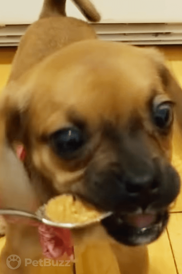 46032-Pinset-This-Adorable-Puppy-Gets-Peanut-Butter-For-The-First-Time-And-She-Is-Overwhelmed-With-Excitement