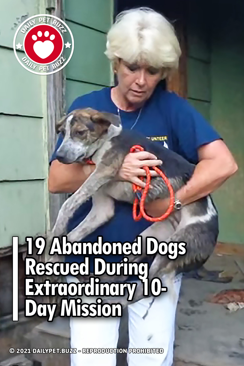 19 Abandoned Dogs Rescued During Extraordinary 10-Day Mission