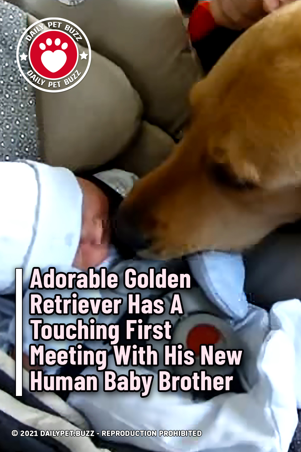 Adorable Golden Retriever Has A Touching First Meeting With His New Human Baby Brother