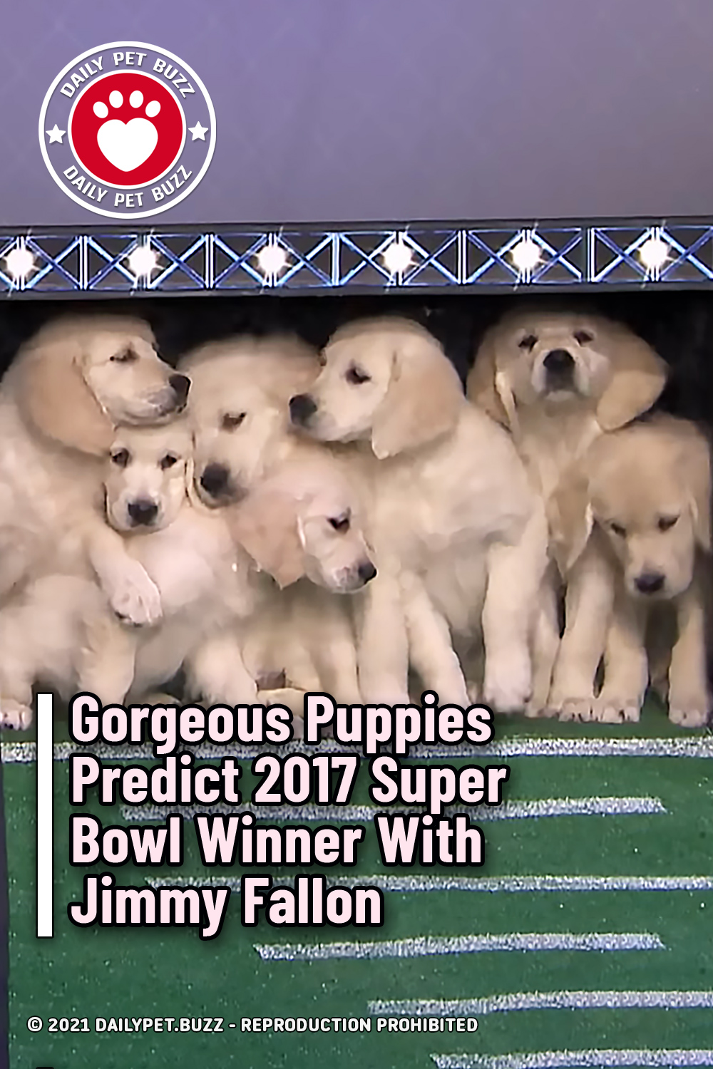 Gorgeous Puppies Predict 2017 Super Bowl Winner With Jimmy Fallon