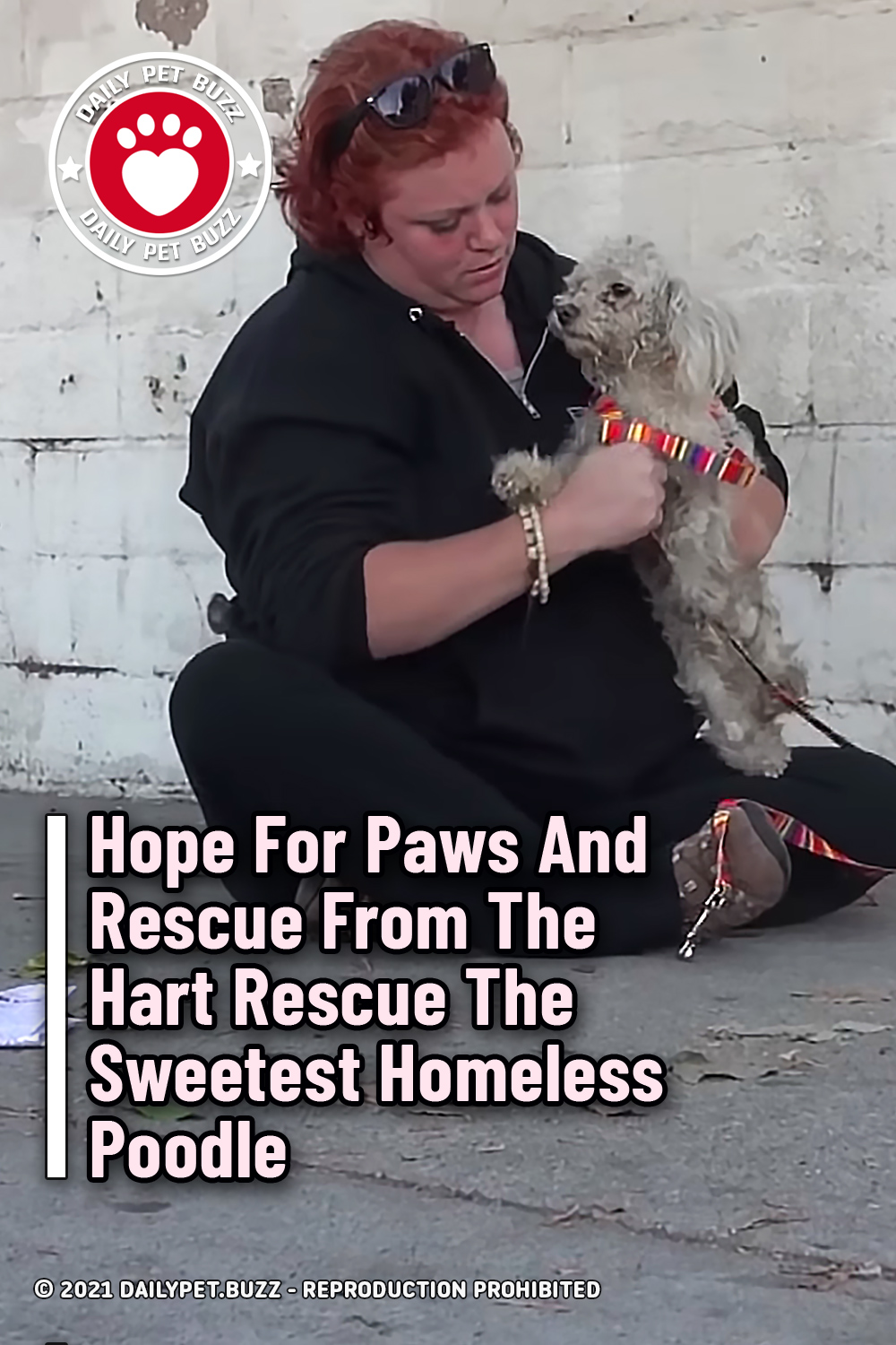 Hope For Paws And Rescue From The Hart Rescue The Sweetest Homeless Poodle
