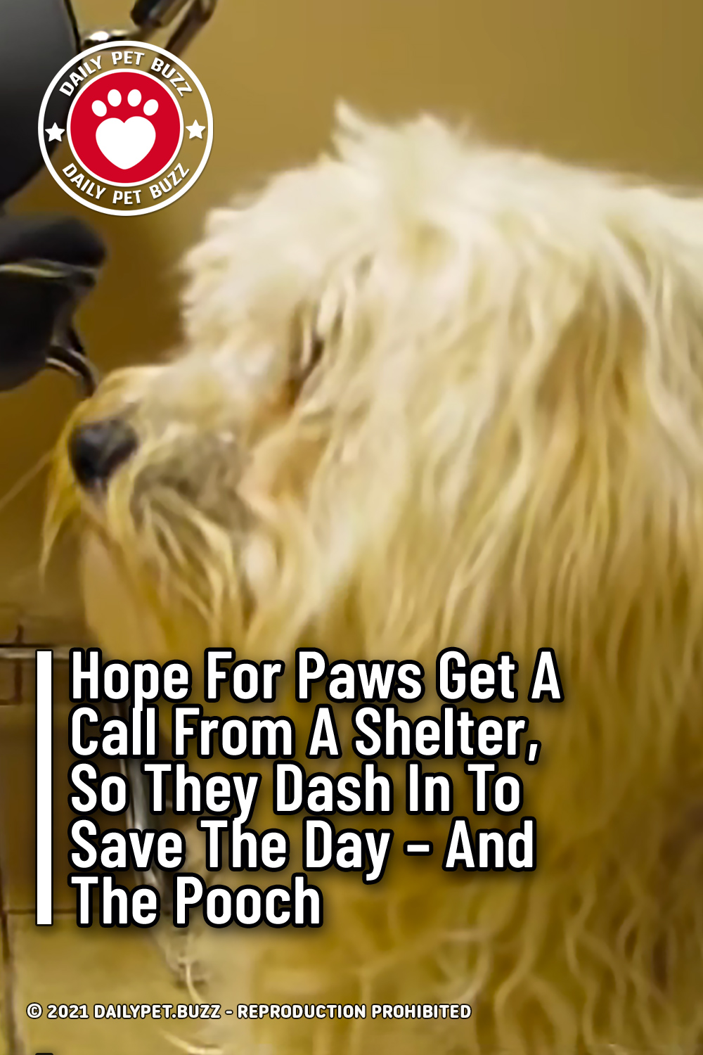 Hope For Paws Get A Call From A Shelter, So They Dash In To Save The Day – And The Pooch