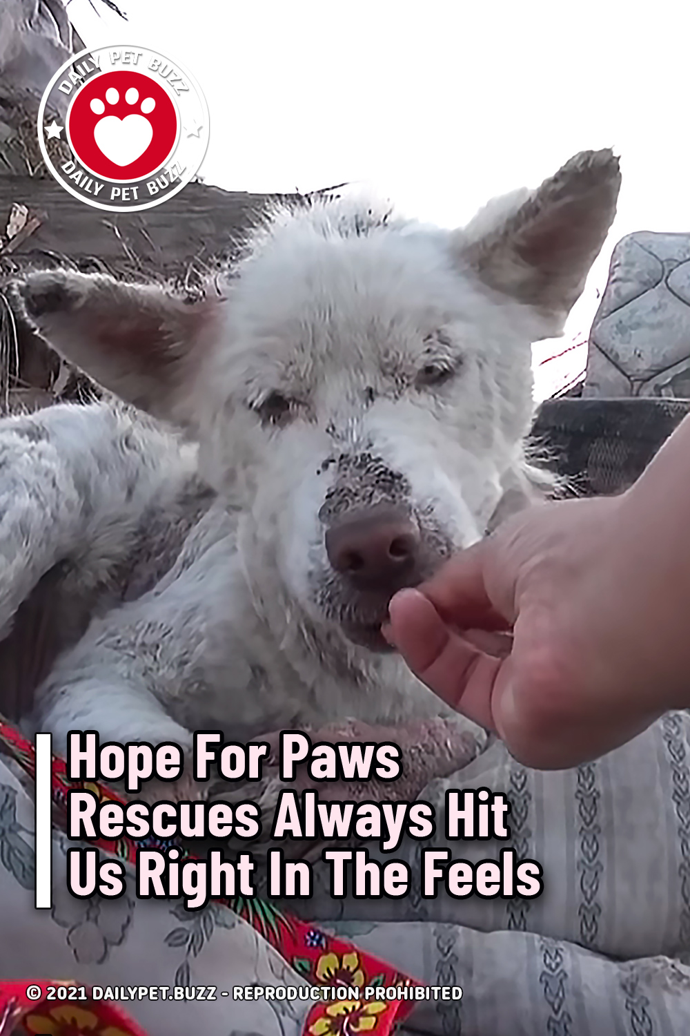Hope For Paws Rescues Always Hit Us Right In The Feels