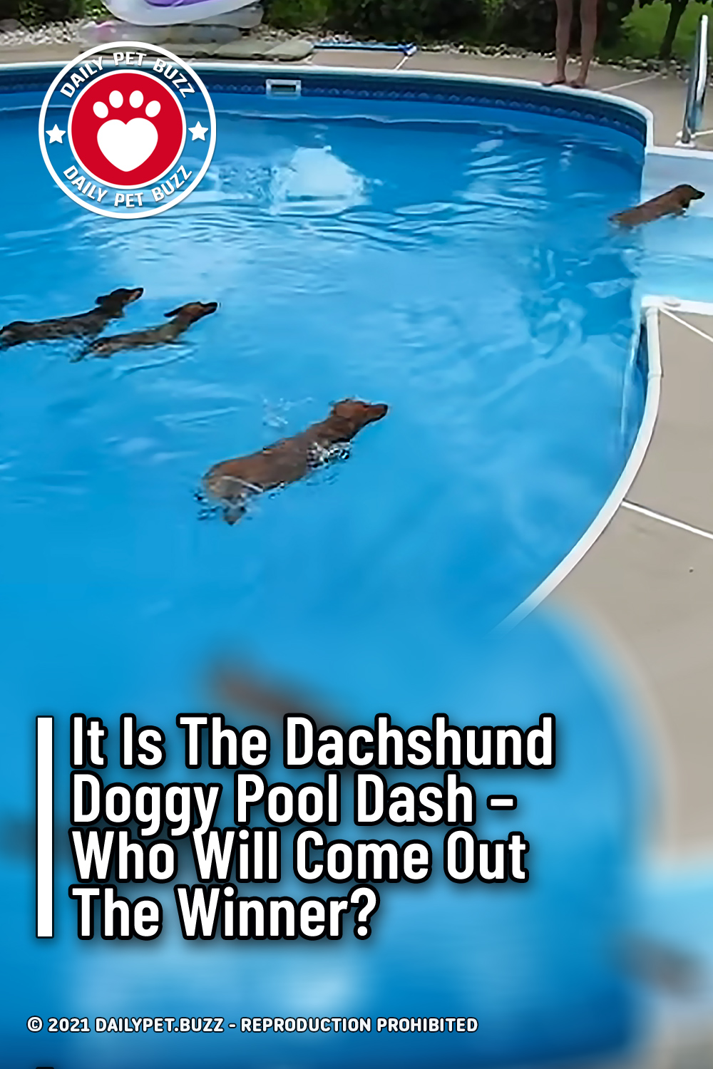 It Is The Dachshund Doggy Pool Dash – Who Will Come Out The Winner?