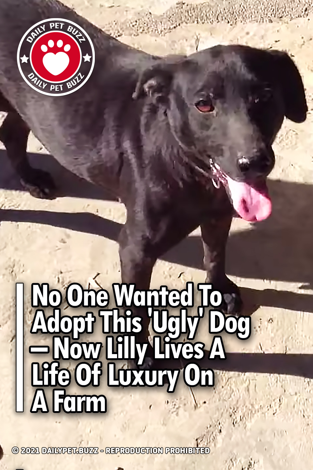 No One Wanted To Adopt This \'Ugly\' Dog – Now Lilly Lives A Life Of Luxury On A Farm