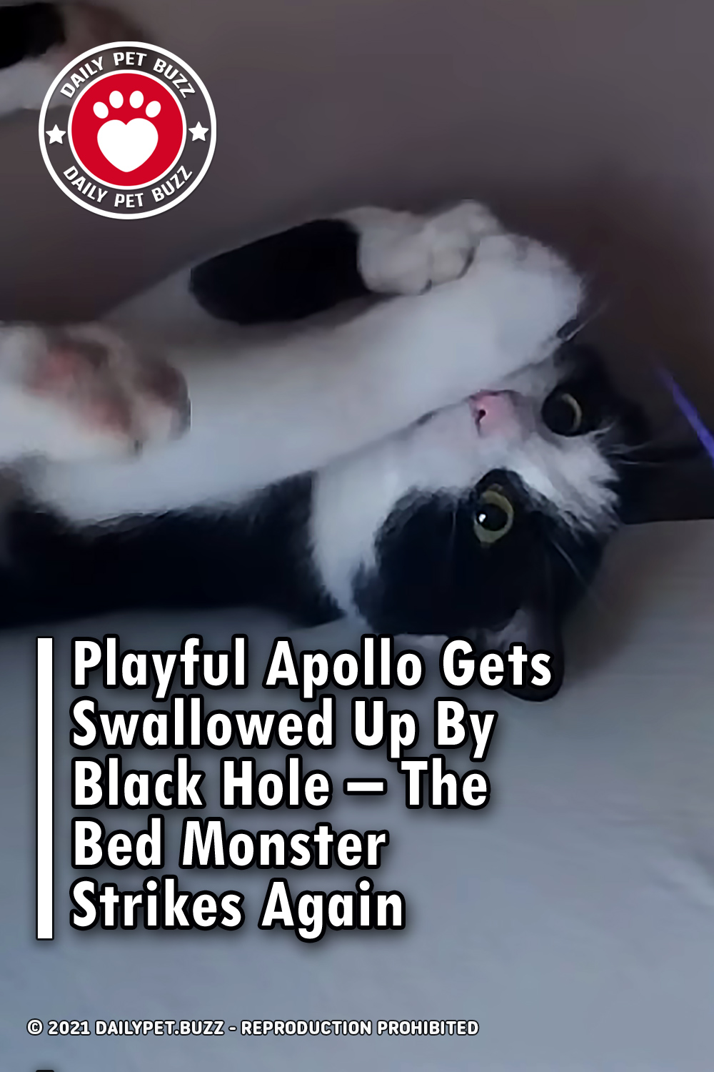 Playful Apollo Gets Swallowed Up By Black Hole – The Bed Monster Strikes Again