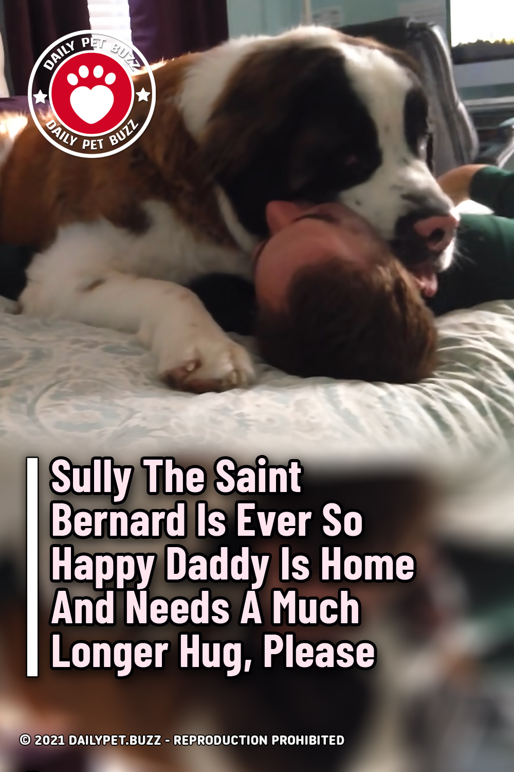 Sully The Saint Bernard Is Ever So Happy Daddy Is Home And Needs A Much Longer Hug, Please