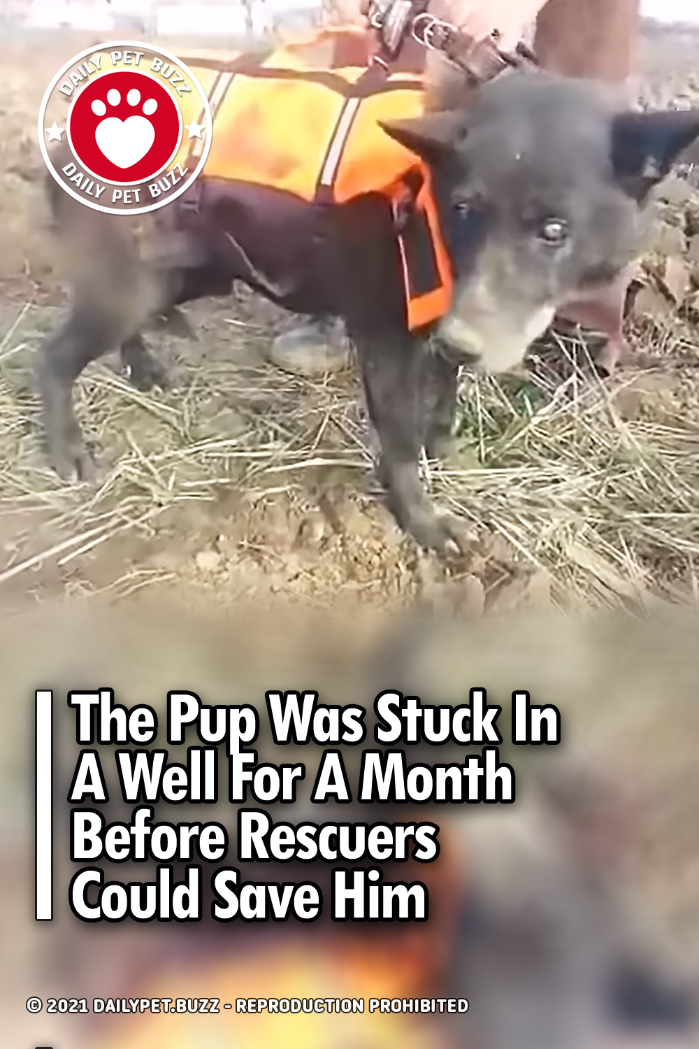 The Pup Was Stuck In A Well For A Month Before Rescuers Could Save Him