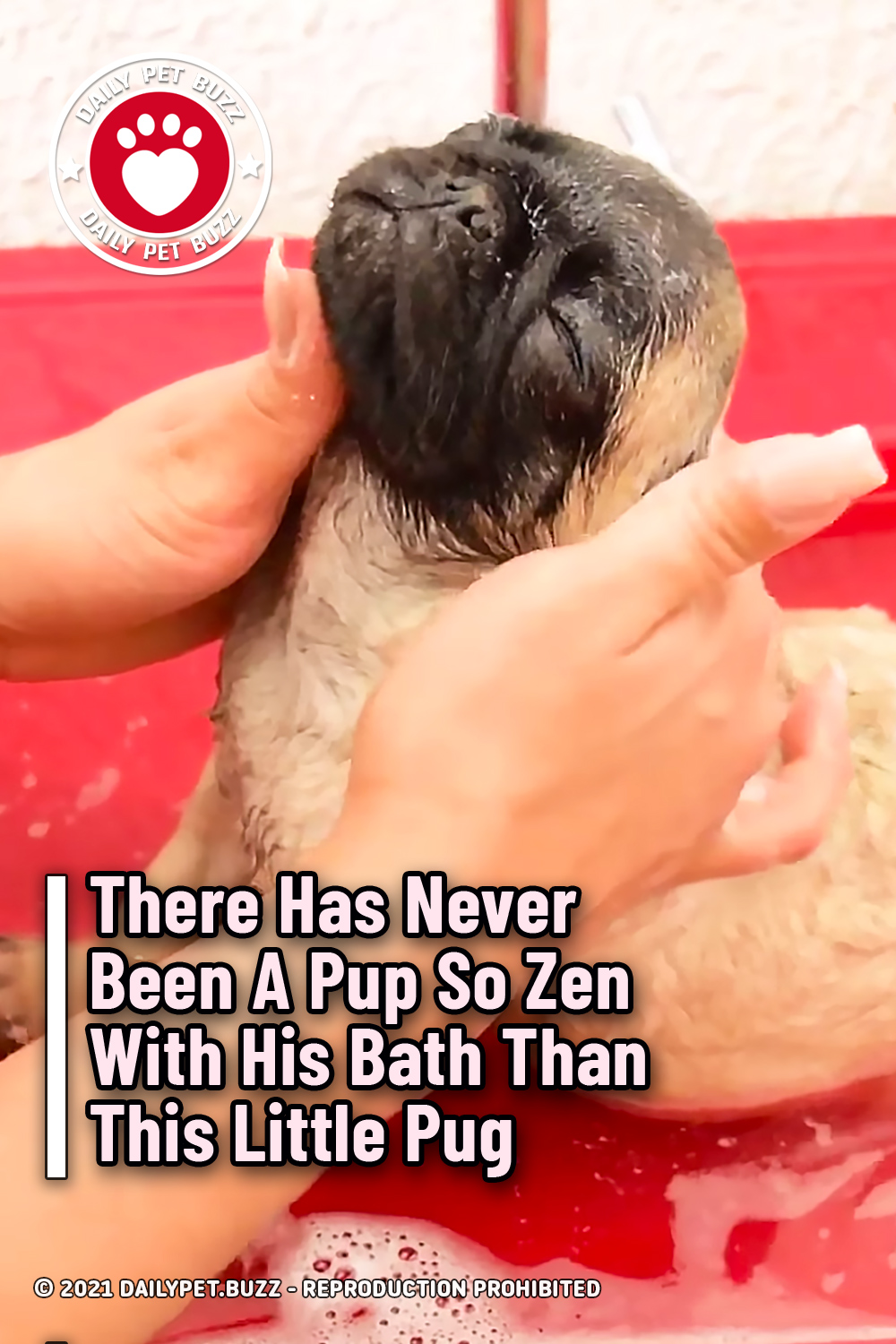 There Has Never Been A Pup So Zen With His Bath Than This Little Pug