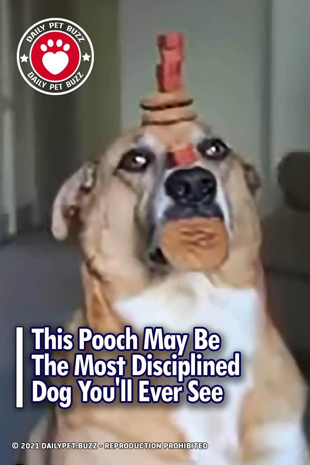 This Pooch May Be The Most Disciplined Dog You\'ll Ever See