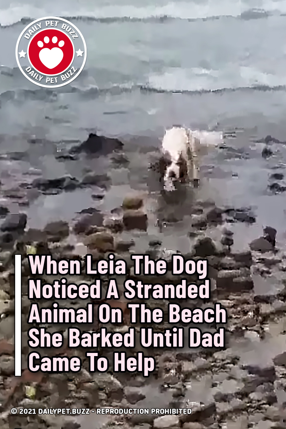 When Leia The Dog Noticed A Stranded Animal On The Beach She Barked Until Dad Came To Help