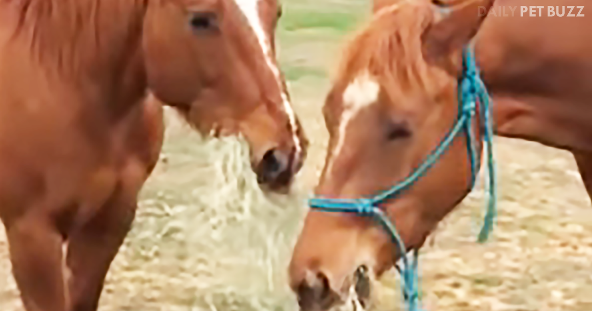 Gorgeous Horse Runs Across Field To Bring His Girlfriend Some Hay To Share