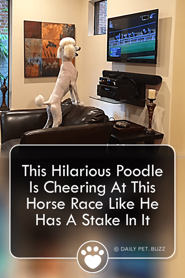 This Hilarious Poodle Is Cheering At This Horse Race Like He Has A Stake In It