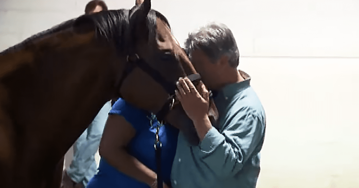 The Saratoga War Horse Program Uses Horses To Help Veterans Dealing With The Invisible Scars Of War