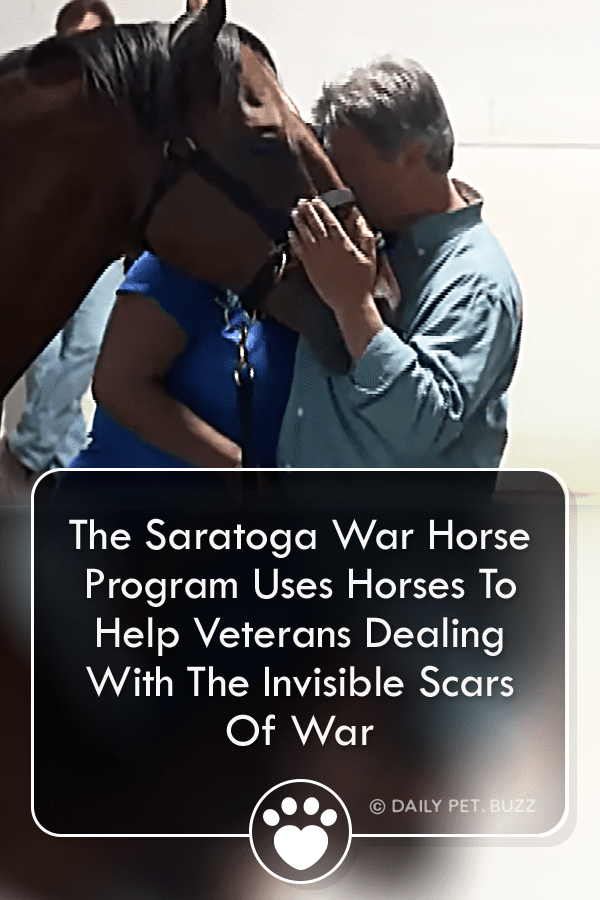 The Saratoga War Horse Program Uses Horses To Help Veterans Dealing With The Invisible Scars Of War