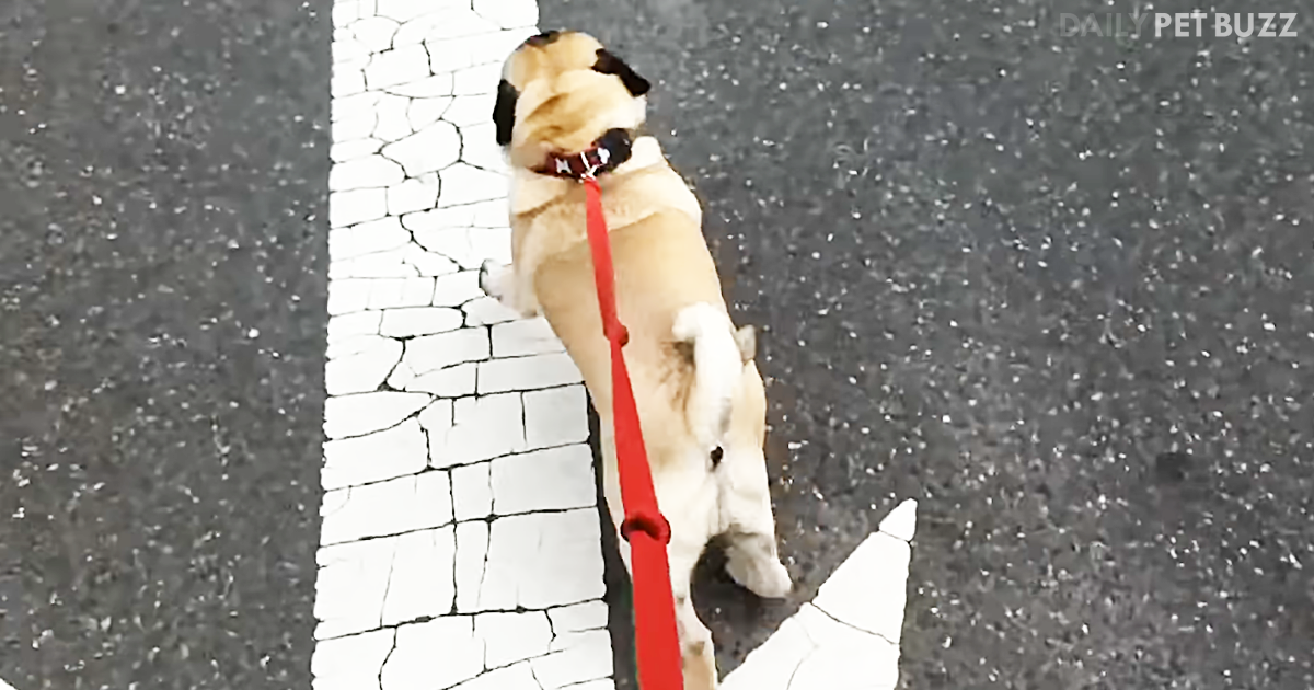 Captain The Pug Goes Absolutely Berserk When Dad Pulls Into The Pet Store Parking Lot