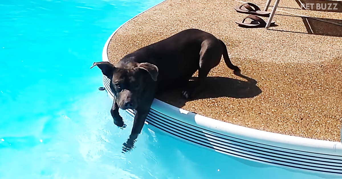 Someone Forgot To Tell This Funny Pitbull That You Have To Be ALL The Way In The Water To Swim