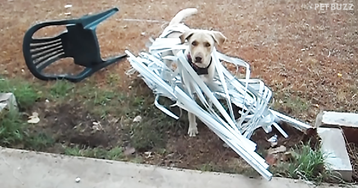 When He Heard His Silly Pup Outside Making A Weird Noise He Wasn't Prepared For What He Would Find Next
