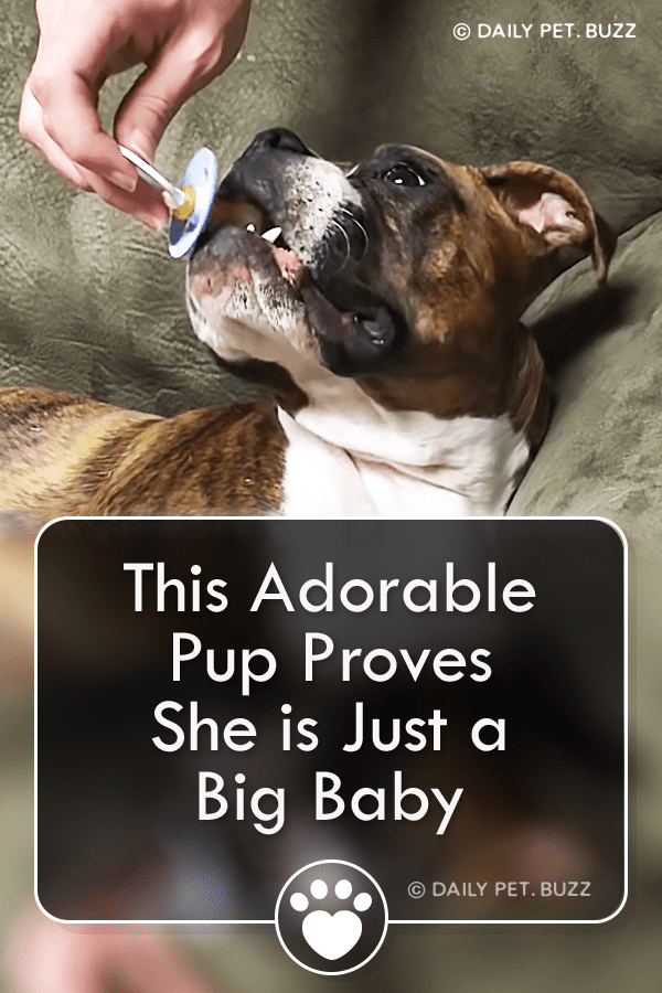 This Adorable Pup Proves She is Just a Big Baby