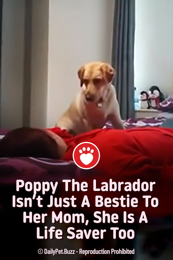 Poppy The Labrador Isn\'t Just A Bestie To Her Mom, She Is A Life Saver Too
