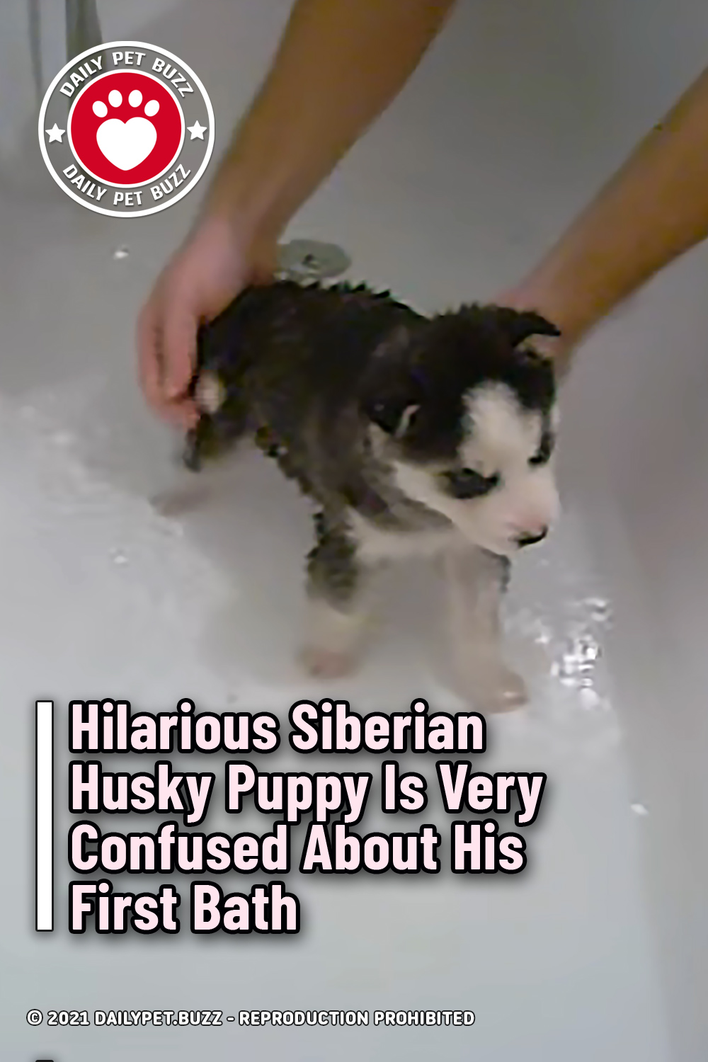 Hilarious Siberian Husky Puppy Is Very Confused About His First Bath