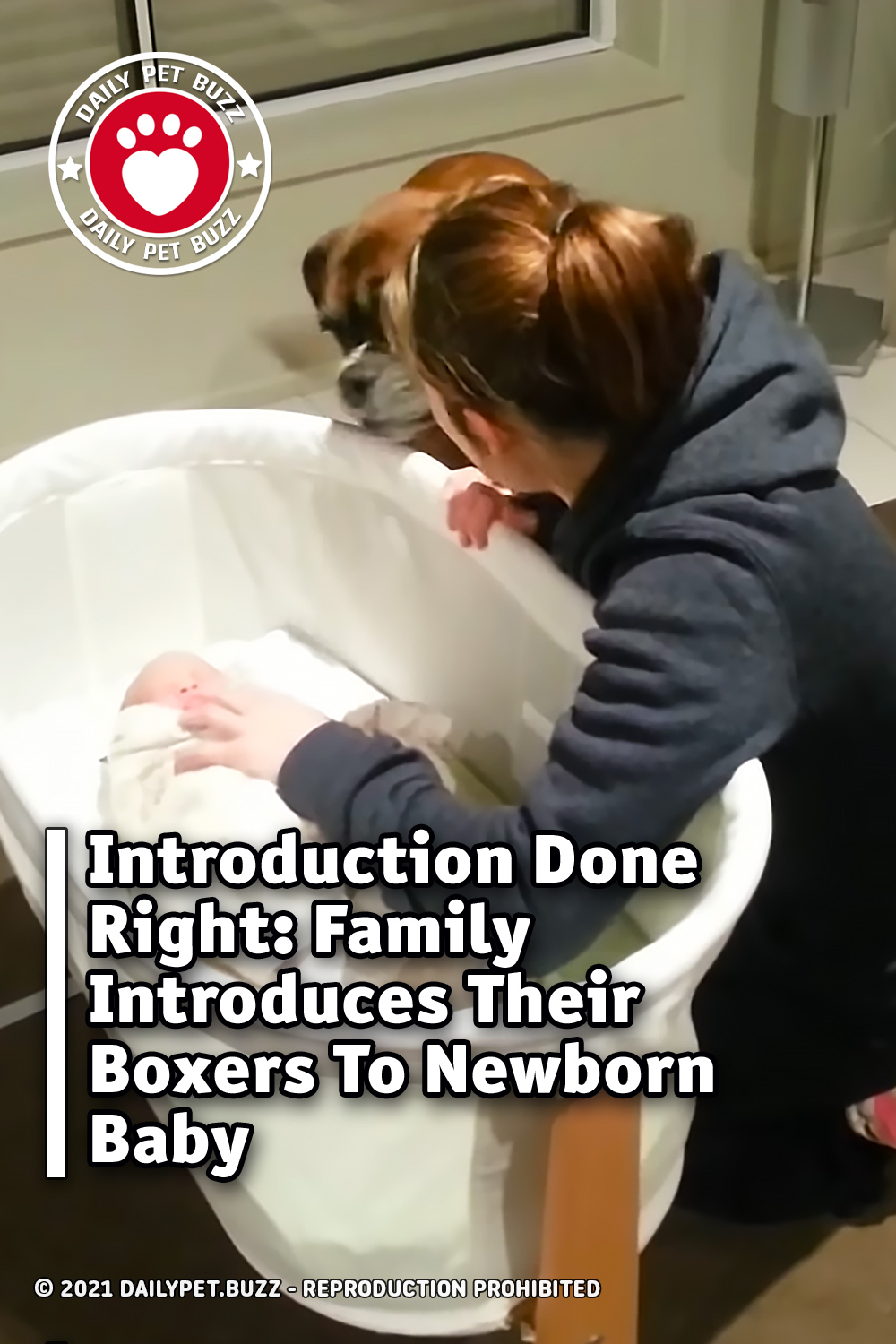 Introduction Done Right: Family Introduces Their Boxers To Newborn Baby