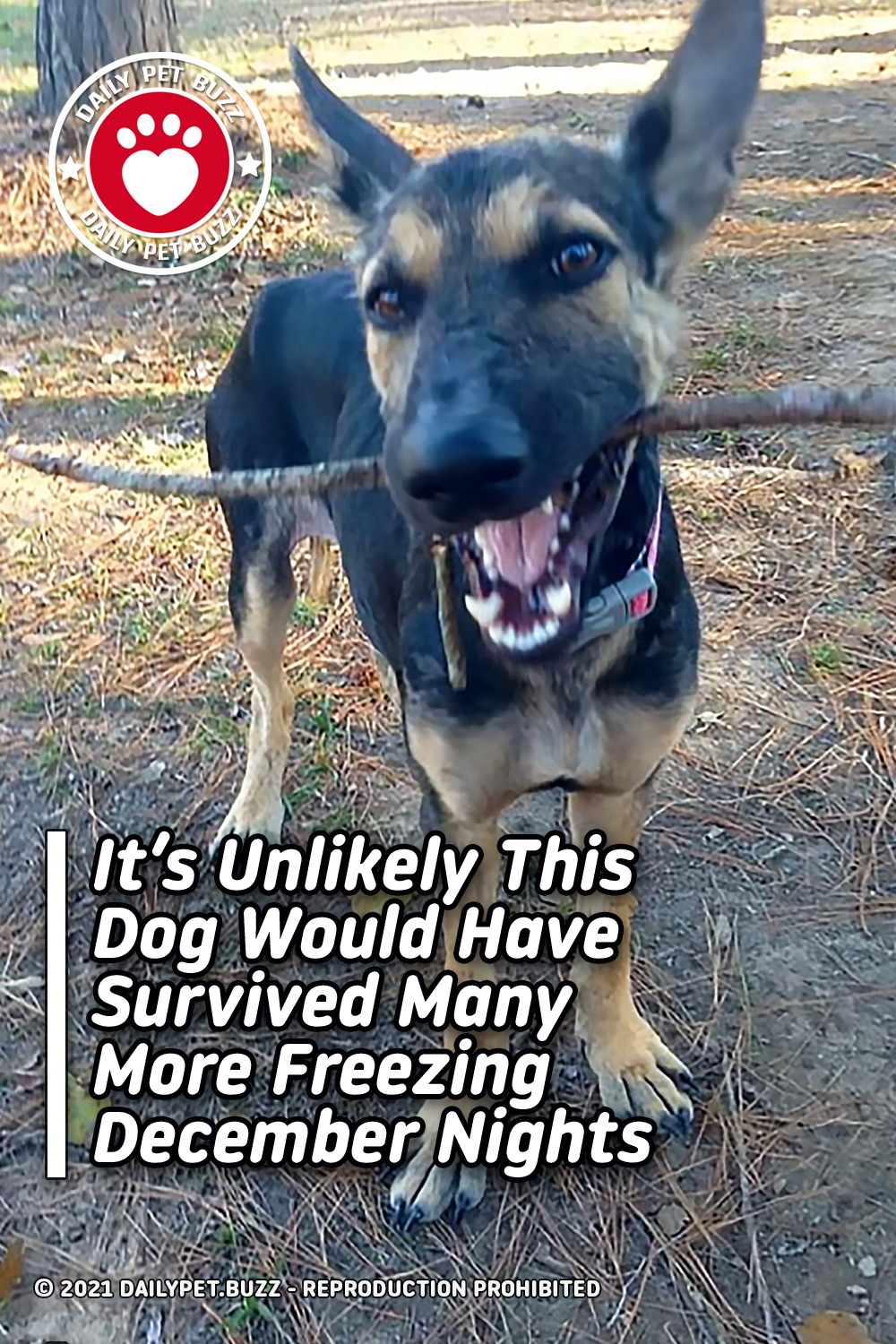 It\'s Unlikely This Dog Would Have Survived Many More Freezing December Nights