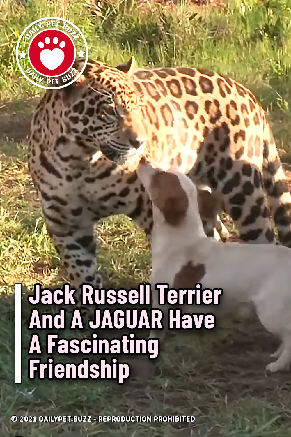 Jack Russell Terrier And A JAGUAR Have A Fascinating Friendship