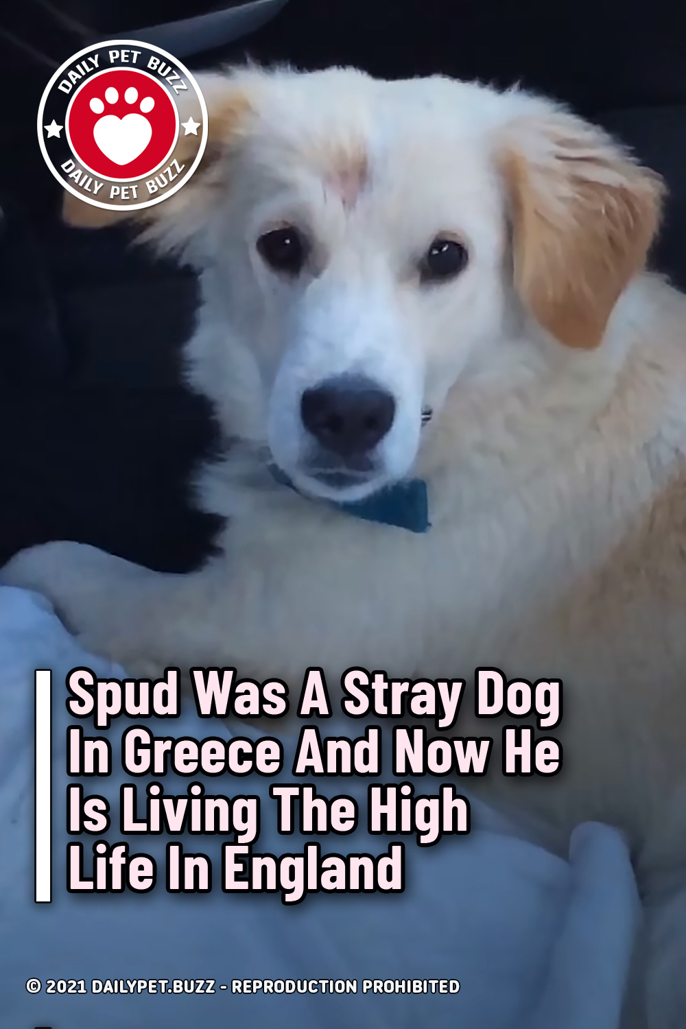 Spud Was A Stray Dog In Greece And Now He Is Living The High Life In England