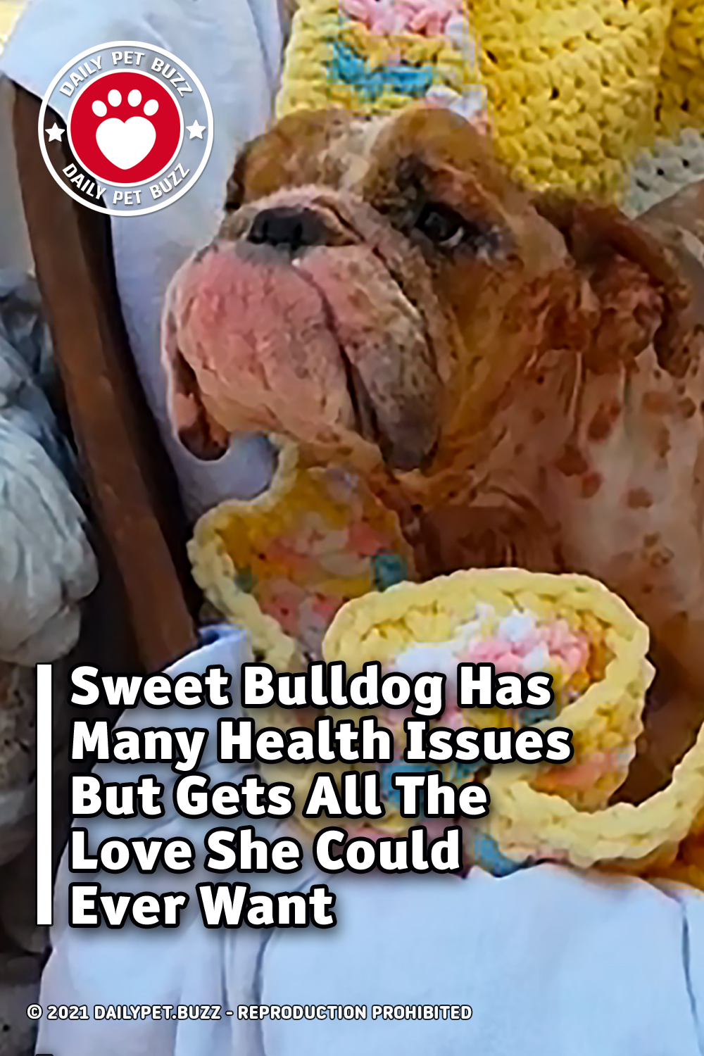 Sweet Bulldog Has Many Health Issues But Gets All The Love She Could Ever Want