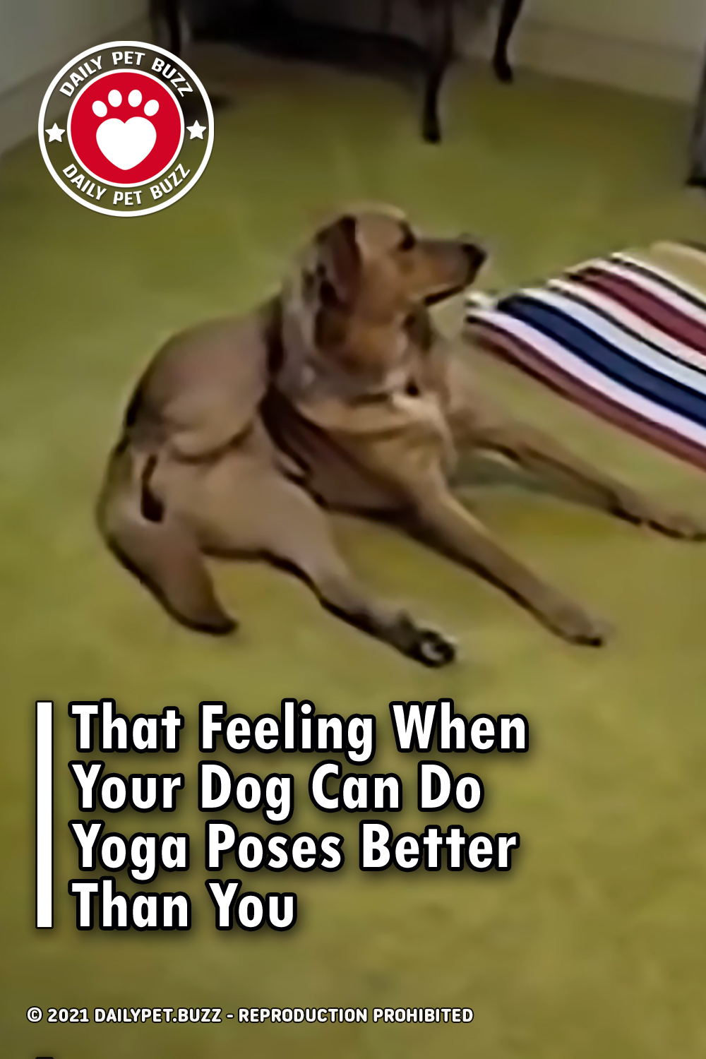 That Feeling When Your Dog Can Do Yoga Poses Better Than You